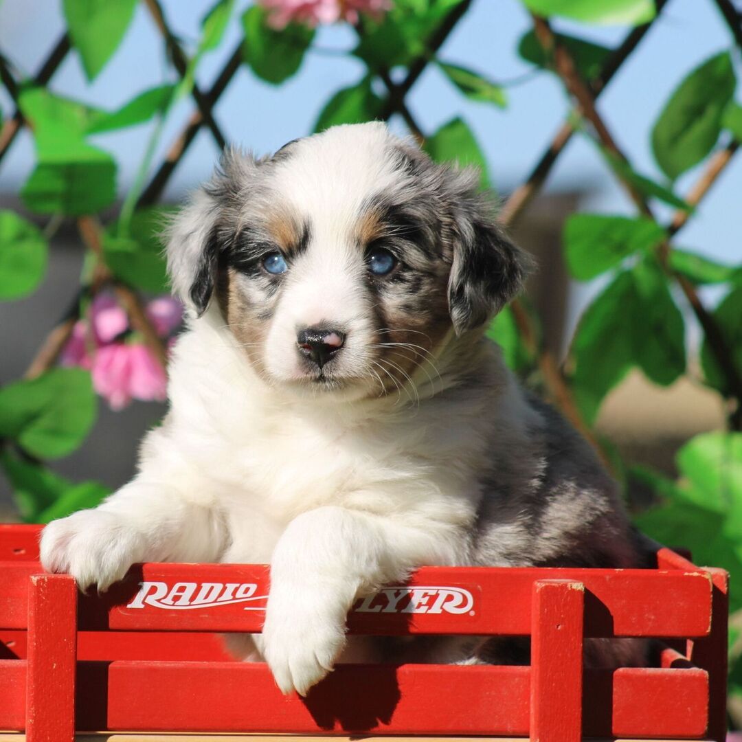 Chiot Berger Australien Nova